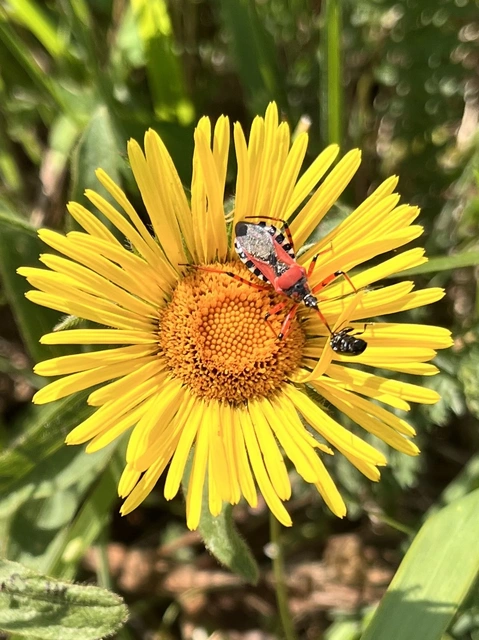 Rhynocoris iracundus - közönséges gyilkospoloska