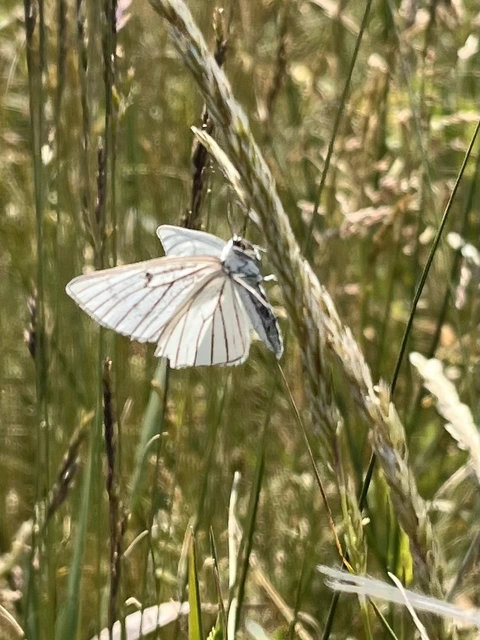 vonalas fehéraraszoló - Siona lineata