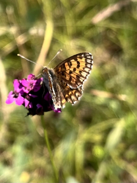 Melitaea trivia - kis tarkalepke