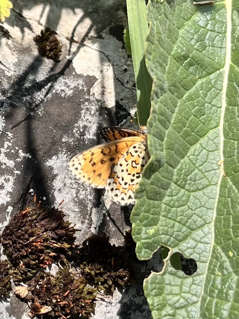 Melitaea trivia - kis tarkalepke