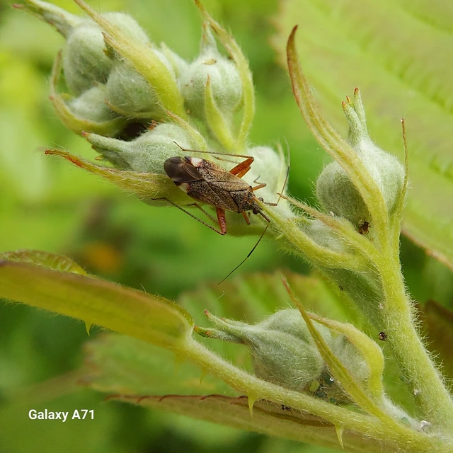 Closterotomus biclavatus - aranyszőrű mezeipoloska