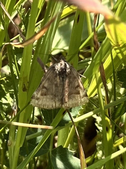 Euclidia glyphica - közönséges nappalibagoly