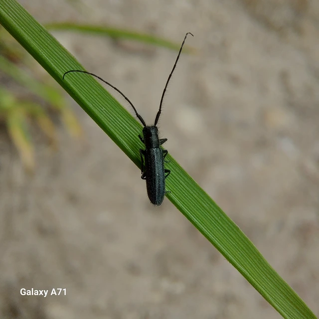 Agapanthia cardui - sávos bogáncscincér