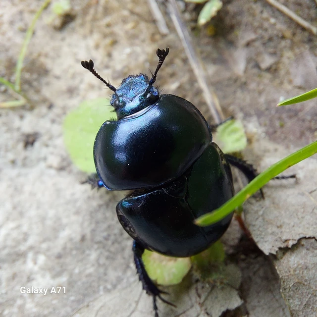 Trypocopris vernalis - tavaszi álganéjtúró