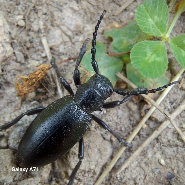 Dorcadion aethiops - fekete gyalogcincér