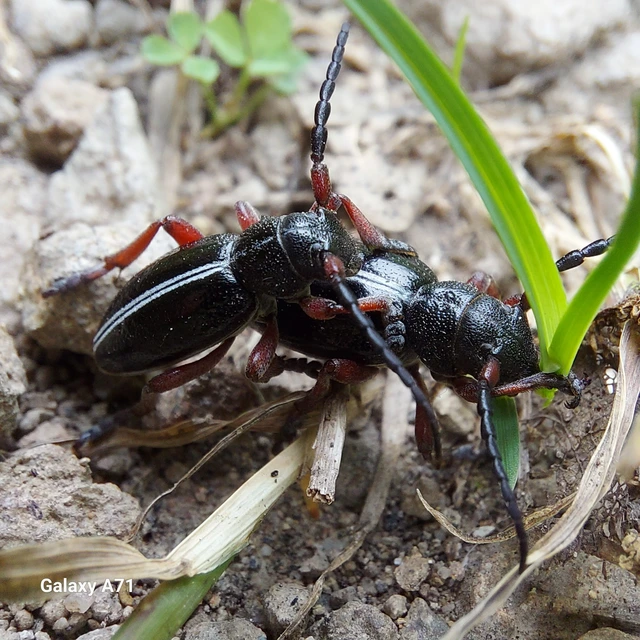 Dorcadion pedestre - kétsávos gyalogcincér