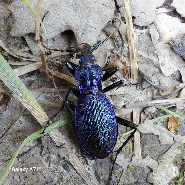 Carabus intricatus - kék laposfutrinka