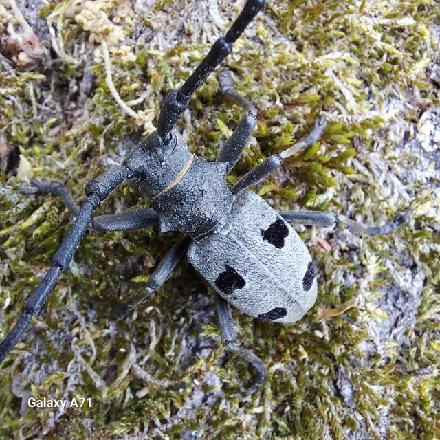 Morimus asper funereus - gyászcincér