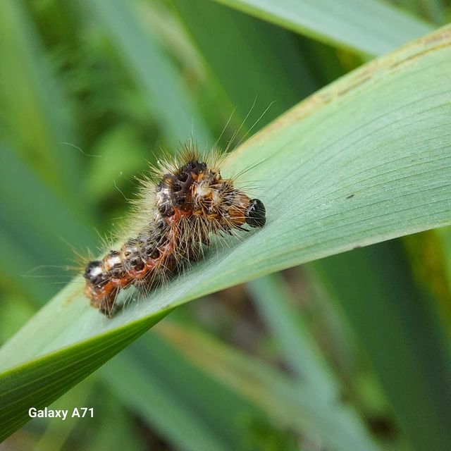 Acronicta rumicis - sóska-szigonyosbagoly
