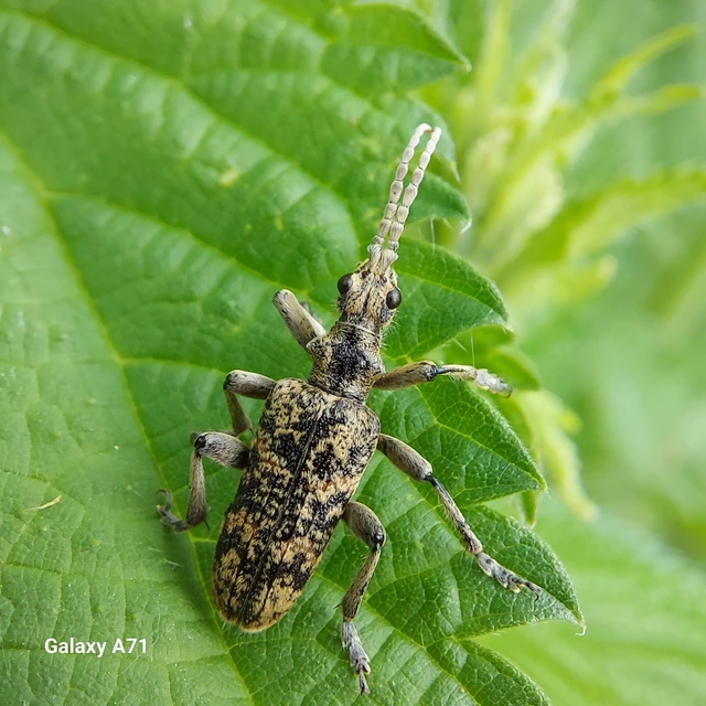 Rhagium sycophanta - tölgyes-tövisescincér