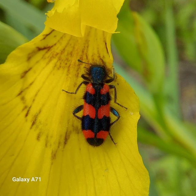 Trichodes favarius - hatfoltos méhészbogár