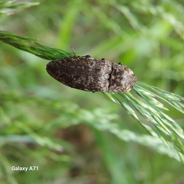Agrypnus murinus - egérszínű pikkelyespattanó