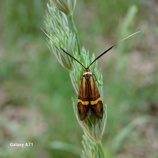 Nemophora degeerella - pompás tőrösmoly