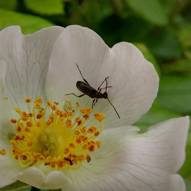 Grammoptera ruficornis - gyűrűscsápú galagonyacincér Grammoptera ruficornis - gyűrűscsápú galagonyacincér