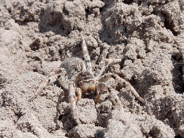 Lycosa singoriensis - szongáriai cselőpók