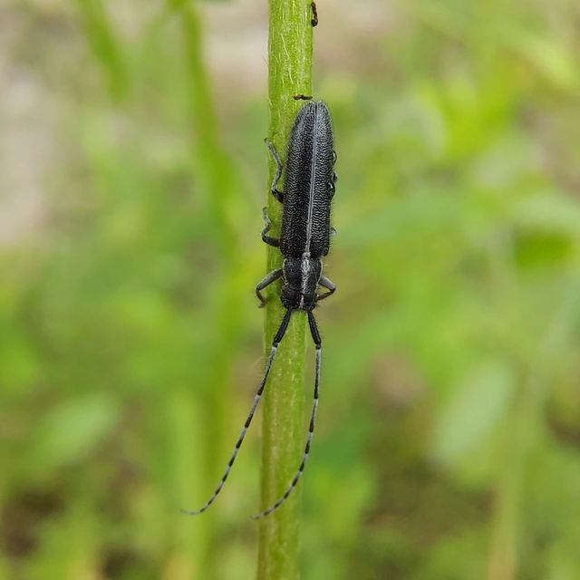 Agapanthia cardui - sávos bogáncscincér