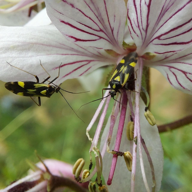 Grypocoris sexguttatus - hatpettyes díszpoloska Grypocoris sexguttatus - hatpettyes díszpoloska
