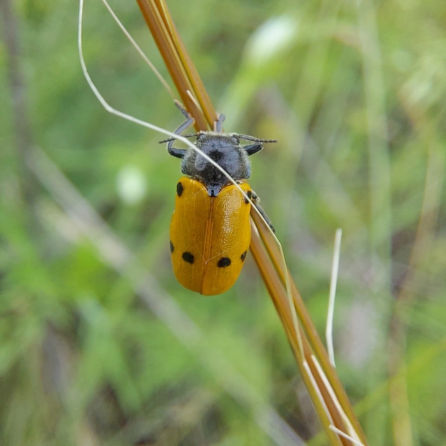 Lachnaia sexpunctata - szőrösnyakú zsákhordóbogár