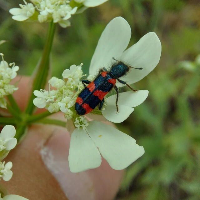Trichodes favarius - hatfoltos méhészbogár