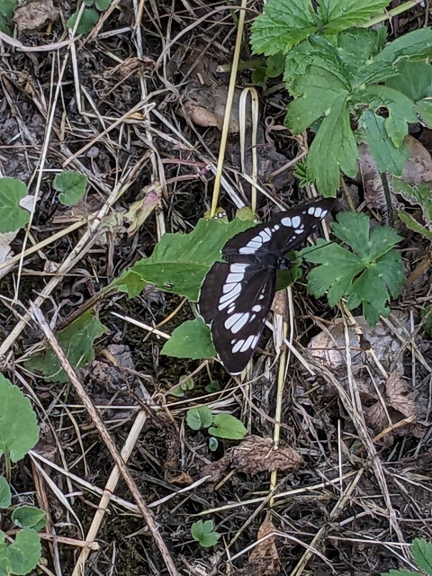 Neptis rivularis - nagy fehérsávoslepke