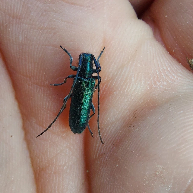 Agapanthia violacea - kék somkórócincér