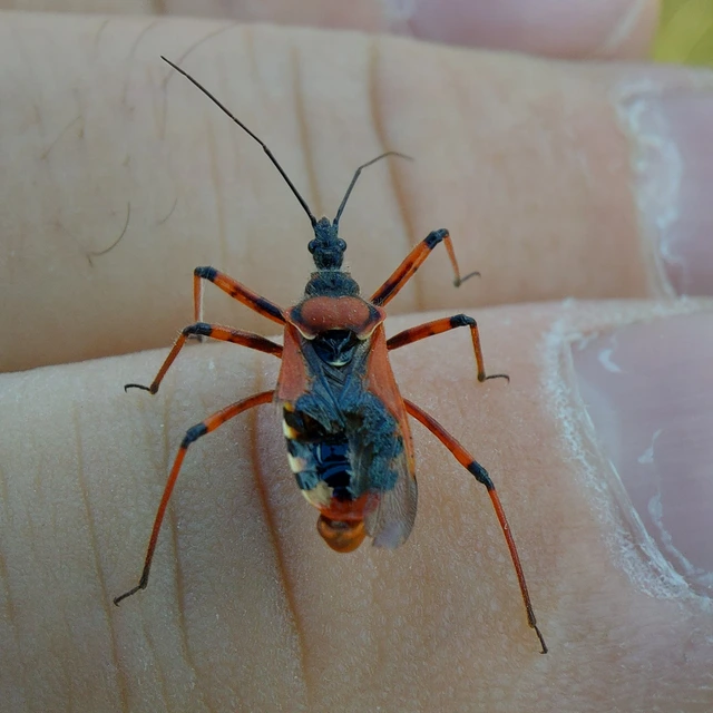 Rhynocoris iracundus - közönséges gyilkospoloska