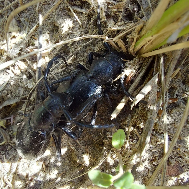 Dorcadion aethiops - fekete gyalogcincér