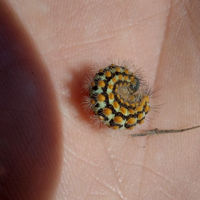 Pentophera morio - réti gyapjaslepke