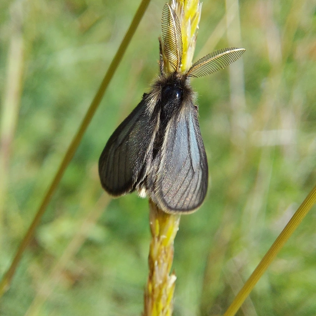Pentophera morio - réti gyapjaslepke
