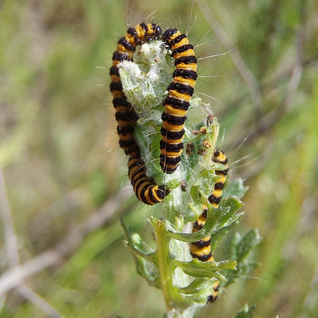 Tyria jacobaeae - jakabfű-medvelepke