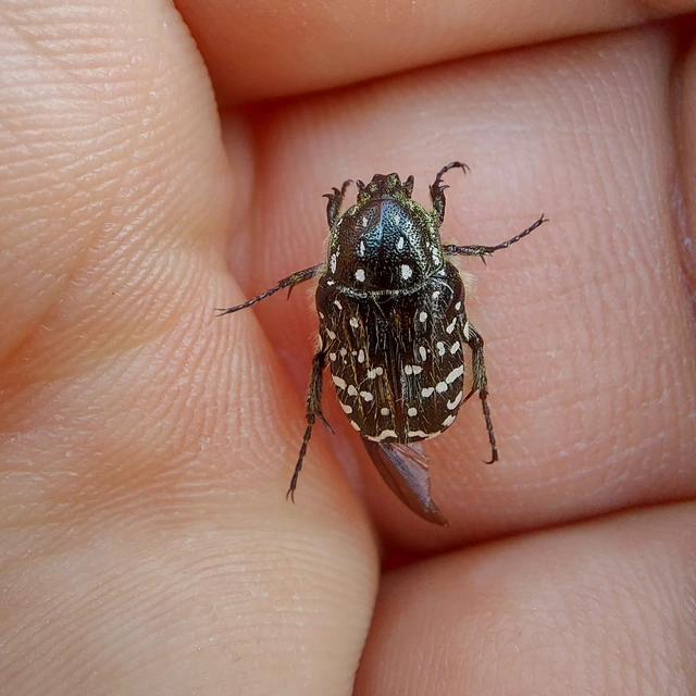 Oxythyrea funesta - sokpettyes virágbogár