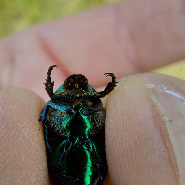 Protaetia affinis - smaragdzöld virágbogár