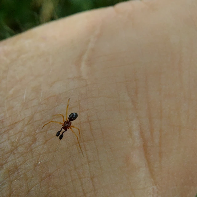 Neottiura bimaculata - dudva törpepók