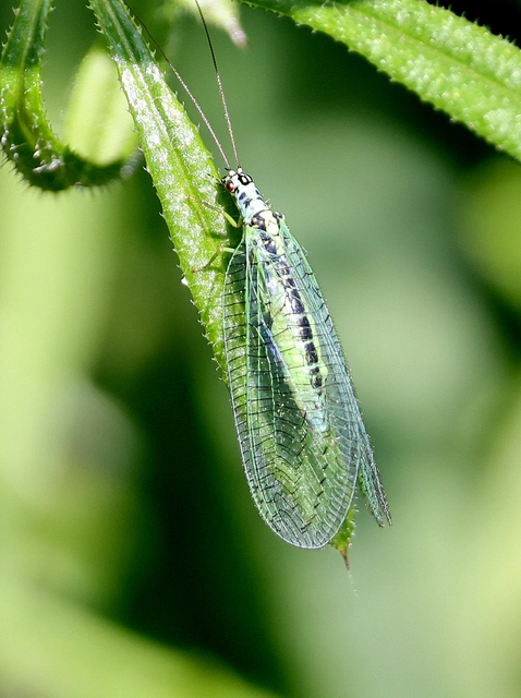 Chrysopa perla - aranyszemű fátyolka Chrysopa perla - aranyszemű fátyolka
