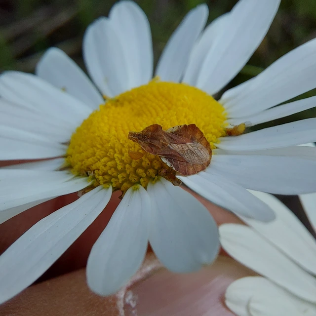 Phymata crassipes - fogólábú poloska