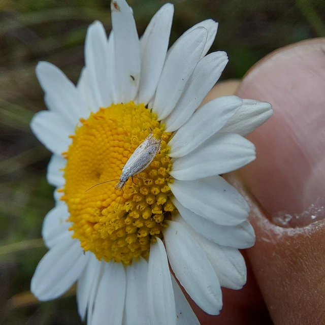 Holoscolia huebneri - sarlósszárnyú csíkosmoly