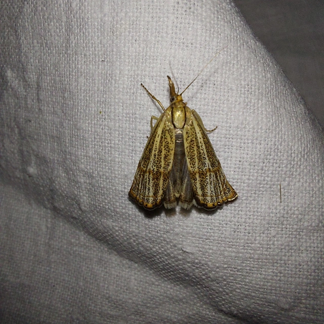 Thisanotia chrysonuchella - tavaszi fűgyökérmoly