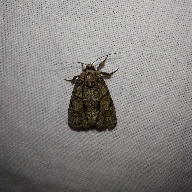 Cryphia fraudatricula - homoki zuzmóbagoly