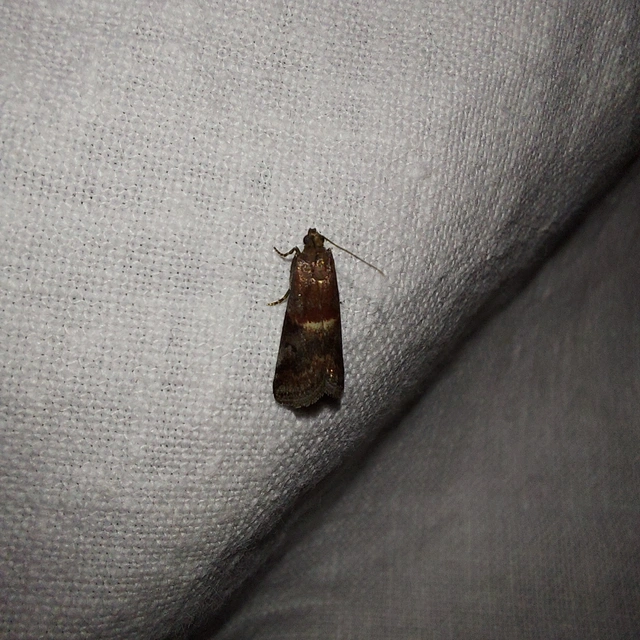 Acrobasis marmorea - márványos karcsúmoly