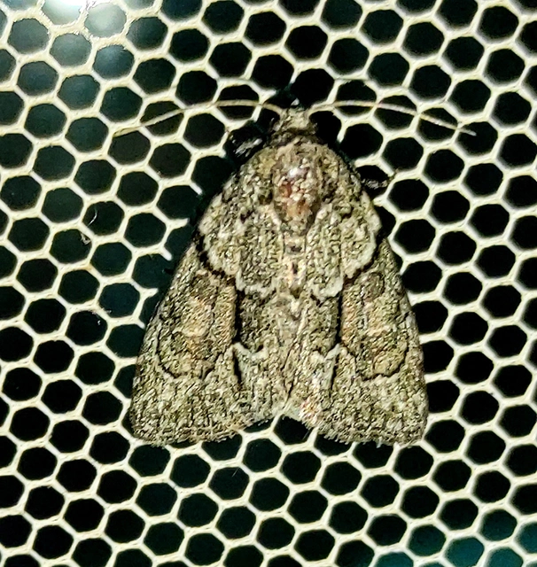 Cryphia fraudatricula - homoki zuzmóbagoly