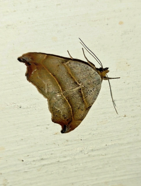 Laspeyria flexula - zuzmóbagoly