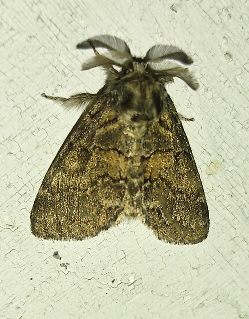 kormos púposszövő - Gluphisia crenata