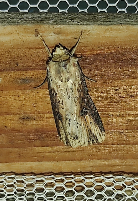 Axylia putris - vonalkás földibagoly