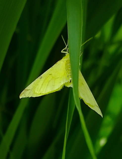 citromsárga araszoló - Opisthograptis luteolata