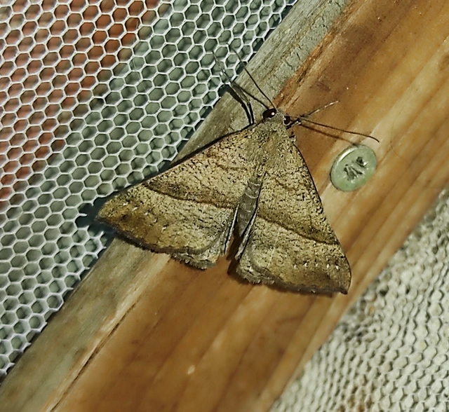 Hypena proboscidalis - ormányos karcsúbagoly