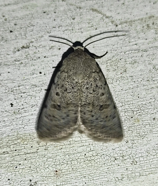 bogáncs-selymesbagoly - Hoplodrina respersa