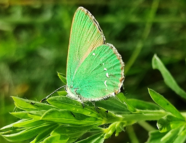 Callophrys rubi - zöldfonákú lepke