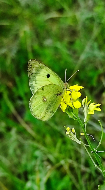 Colias hyale - kéneslepke