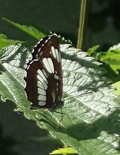 Neptis rivularis - nagy fehérsávoslepke