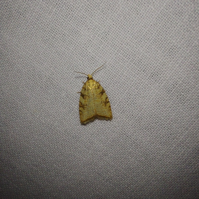 Aleimma loeflingiana - tölgylevél-sodrómoly Aleimma loeflingiana - tölgylevél-sodrómoly
